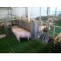 Podea completă porci | Grătare 60/40 cm + grinzi susținere din fibră 7,5 cm