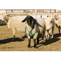 Ham marcare pentru berbeci și oi-Accesorii oi / capre 