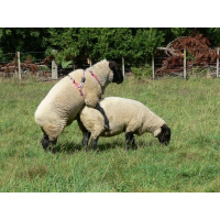 Ham marcare pentru berbeci și oi-Accesorii oi / capre 