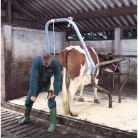 Stand curatat copite-Accesorii vaci