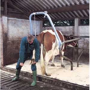 Stand curatat copite-Accesorii vaci