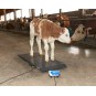 Cantar digital pentru animale 1000kg